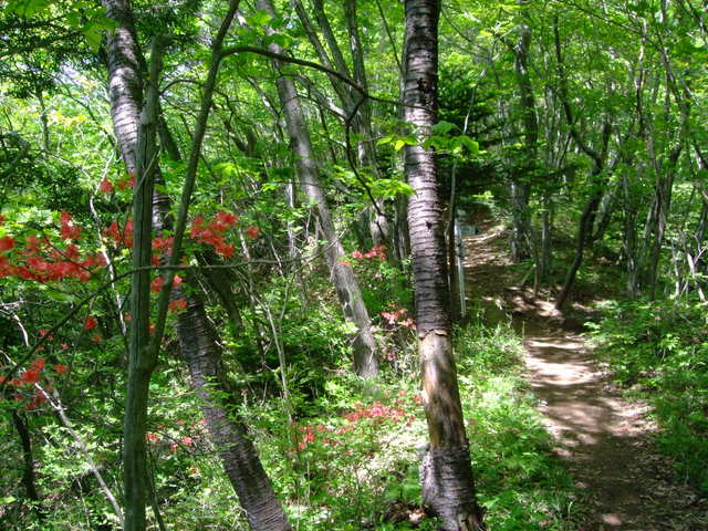 大梅寺から新緑の蕃山を歩く　_f0100593_19222697.jpg