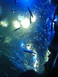 京都水族館_a0273699_17295676.jpg