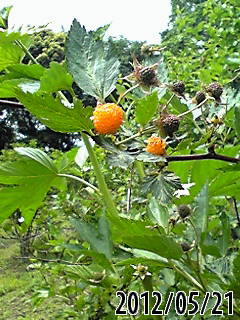 e0270403_3115882.jpg