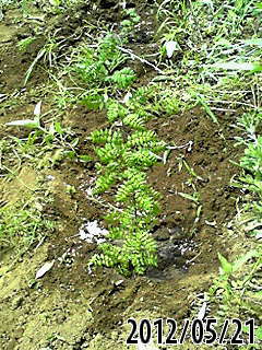 e0270403_325634.jpg