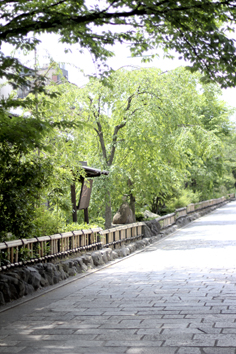同窓会♪ 祇園「白梅」_b0208604_9481488.jpg