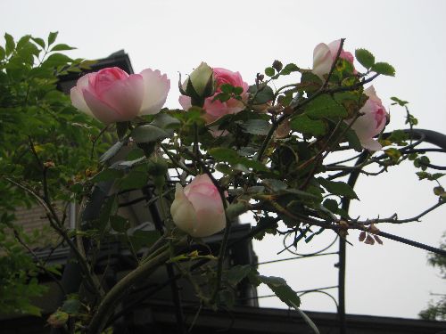 我が家の薔薇_b0126308_14425172.jpg