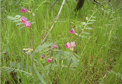 春の野の花_f0057509_14295848.jpg