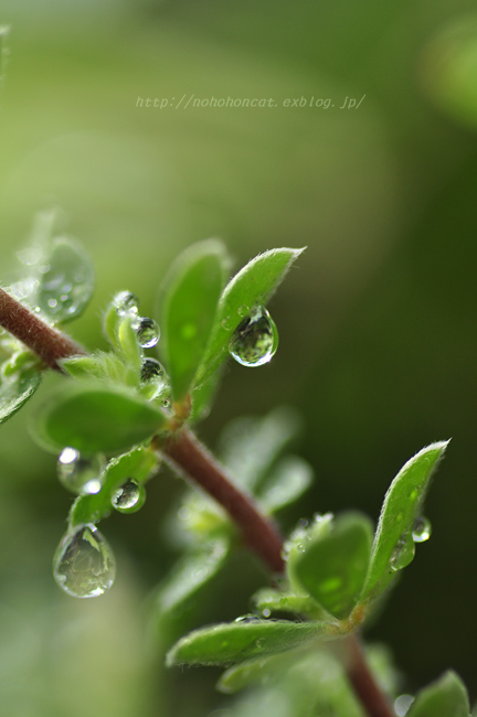 雨_b0108211_21515182.jpg