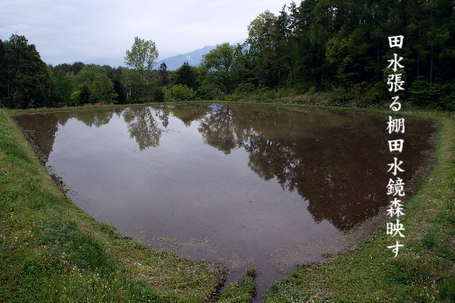 田水張る_e0099713_23113864.jpg