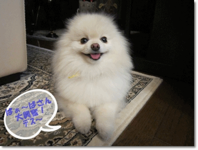 b0167519_922463.gif