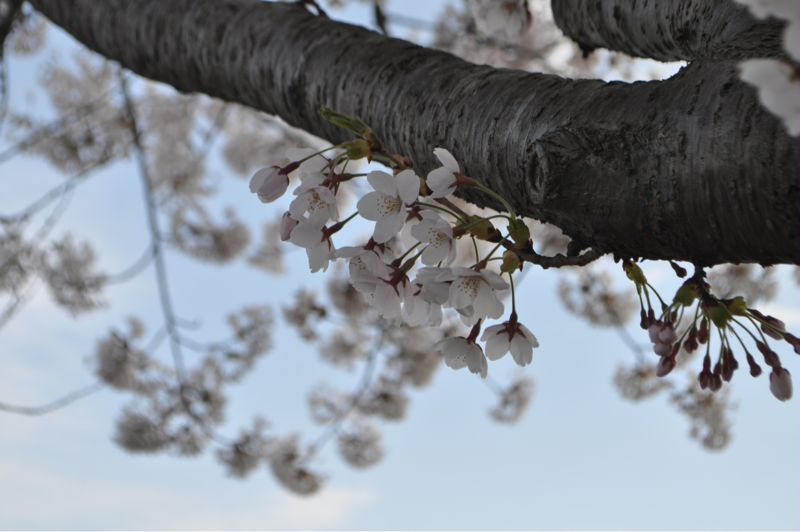 2012年 桜の洞爺湖_b0210322_20544349.jpg