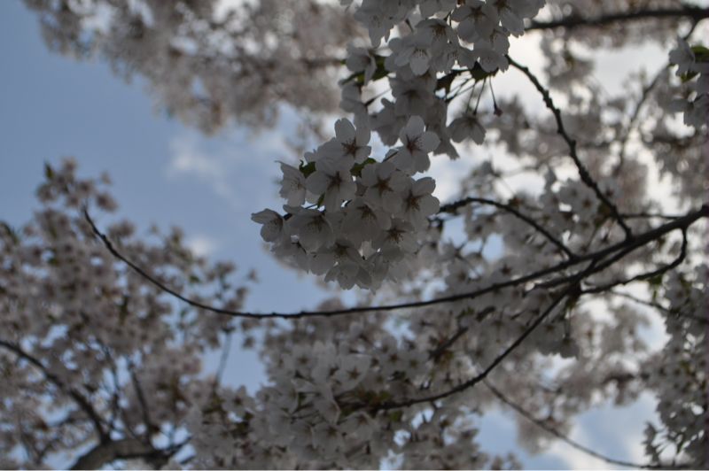 2012年 桜の洞爺湖_b0210322_20544365.jpg