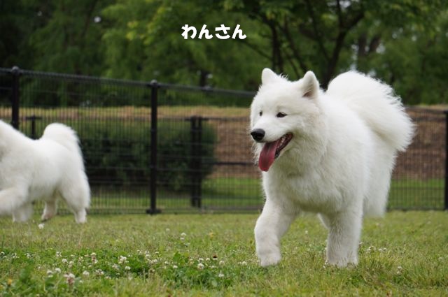 シロツメクサの花が咲いたら〜♪_f0234023_19261935.jpg