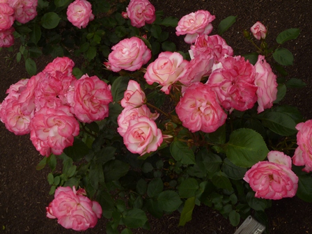 b0226431_233332.jpg