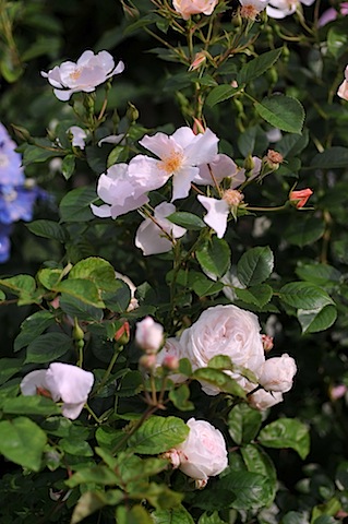 b0056932_12813.jpg