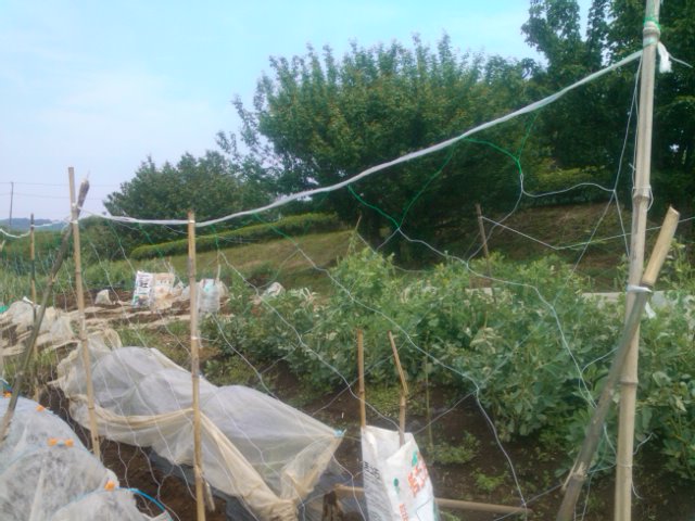 風除け、アンドン取り外し...早まったか?_b0137932_1854307.jpg