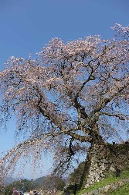 FUJIFILM X100 ワイドコンバージョンレンズ　見参_f0050534_935486.jpg