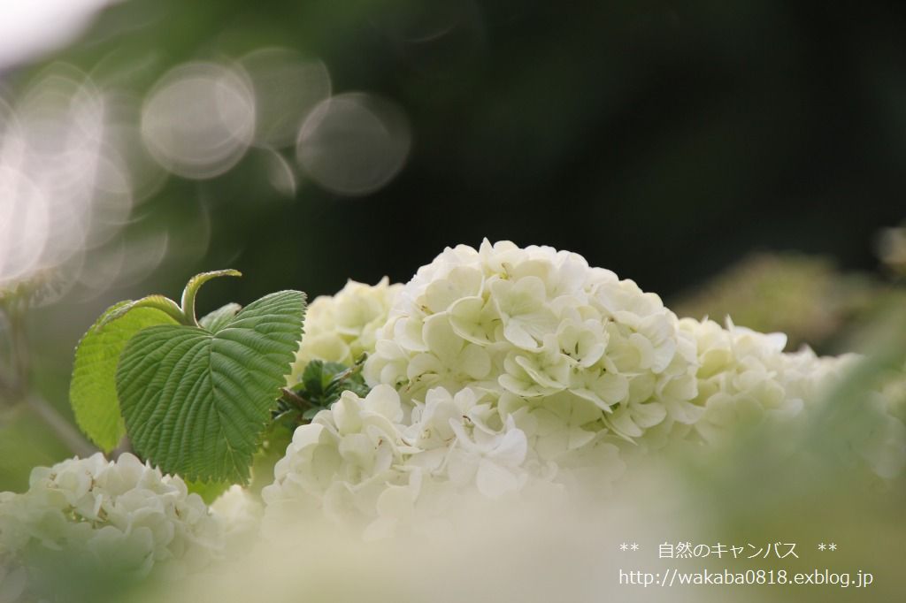 White flowers　！！_e0052135_1661119.jpg