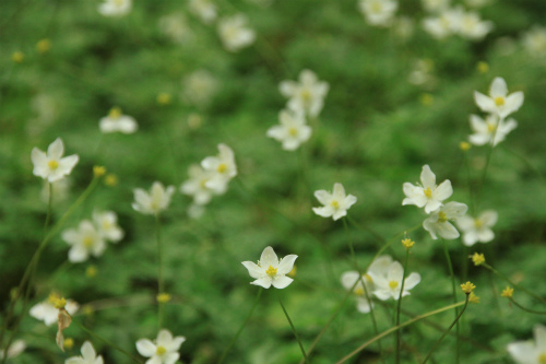 金剛山　花のカトラ谷を登る 大阪府最高峰_d0055236_6205156.jpg