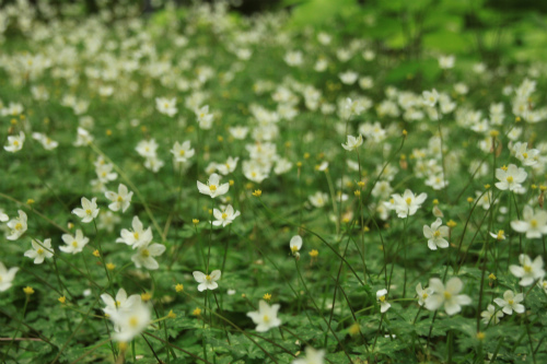 金剛山　花のカトラ谷を登る 大阪府最高峰_d0055236_685814.jpg