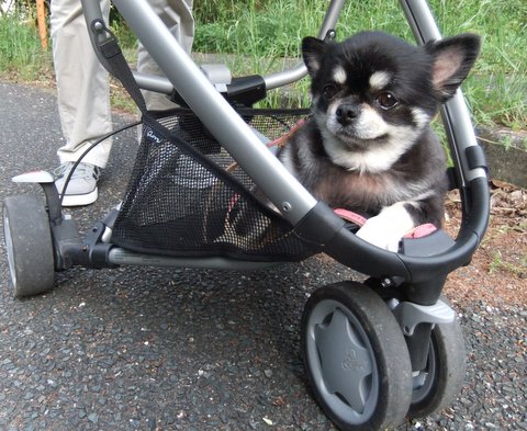ベビーカーと犬 7つの塔が見える窓から In ドイツ ベビーカーと犬 7つの塔が見える窓から In ドイツ
