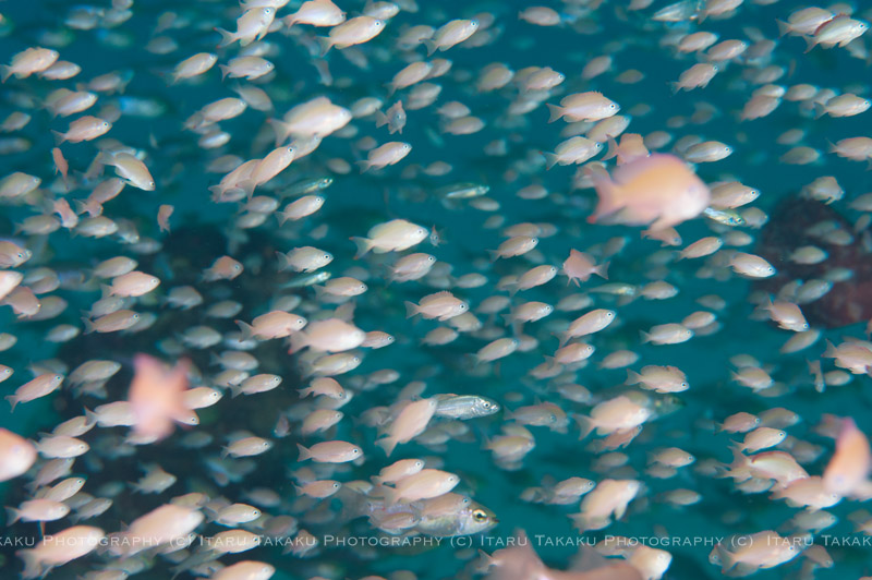 ケラマハナダイ幼魚の大乱舞!!_b0186442_23284687.jpg