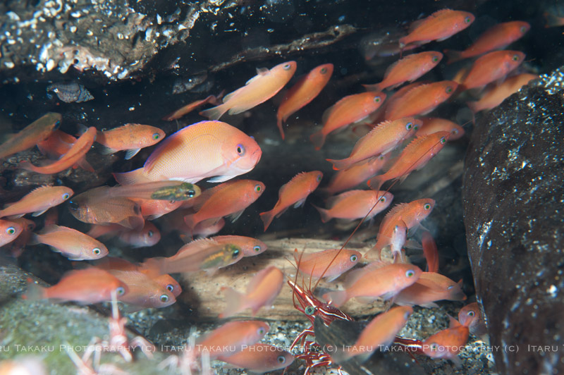 ケラマハナダイ幼魚の大乱舞!!_b0186442_2329790.jpg