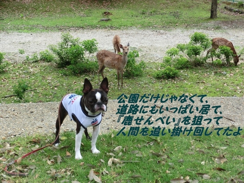 奈良・東大寺_d0155952_14255683.jpg