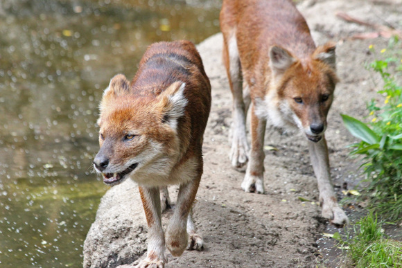 上野動物園レポート～ドール_d0227252_18564750.jpg