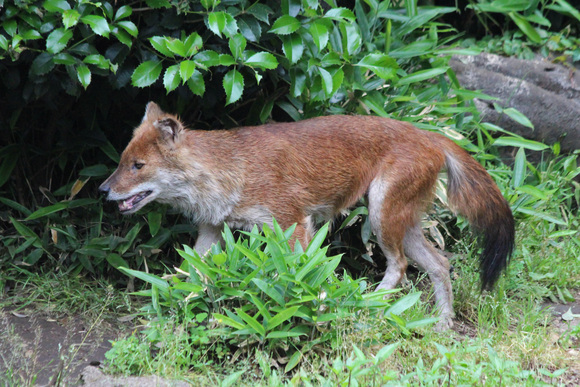 上野動物園レポート～ドール_d0227252_18595815.jpg