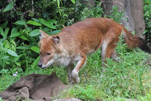 上野動物園レポート～ドール_d0227252_1924682.jpg