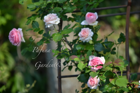 ピンクの薔薇とスカビオサ♪_e0184558_163966.jpg