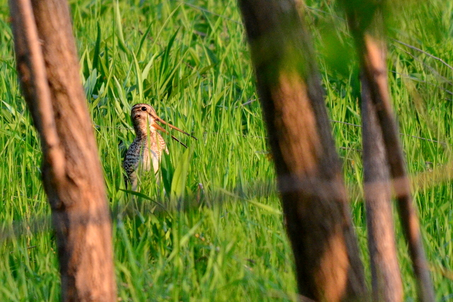 b0165760_20125516.jpg