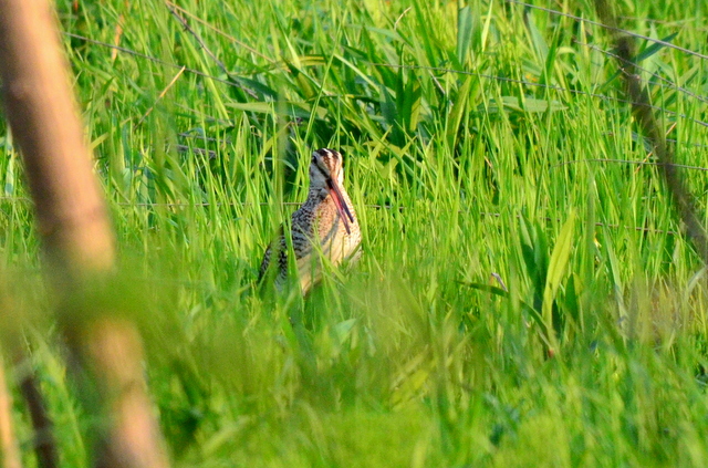 b0165760_20135980.jpg