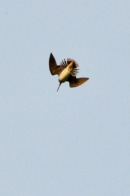b0165760_20174673.jpg