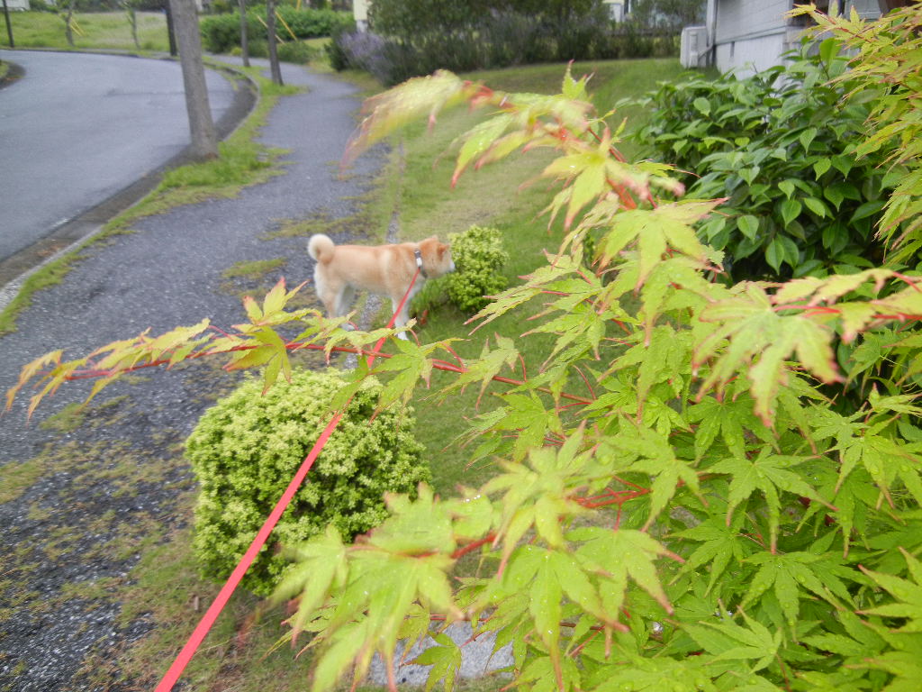 ２０１２年５月２２日（火）雨の日には水彩画！_f0060461_1026731.jpg