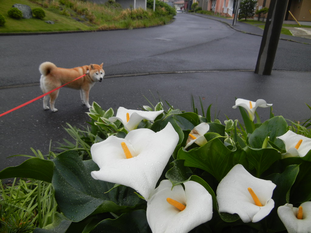 ２０１２年５月２２日（火）雨の日には水彩画！_f0060461_10285812.jpg