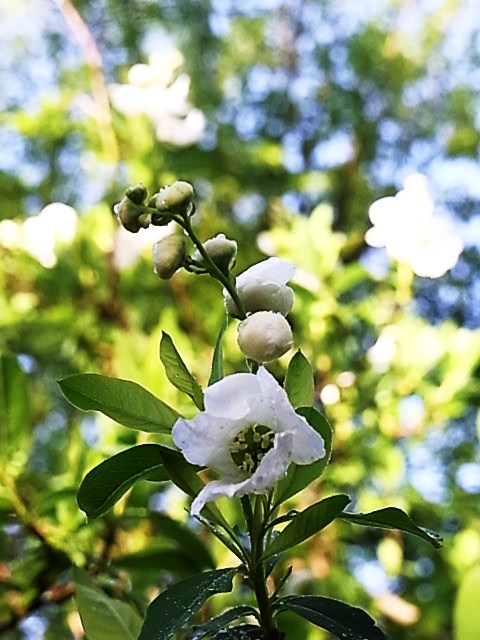 木の花とチューリップ_e0017562_1415334.jpg