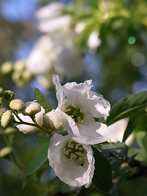 木の花とチューリップ_e0017562_1416980.jpg