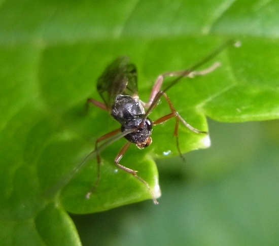 アジサイの葉の上の生き物たち_b0070071_530246.jpg