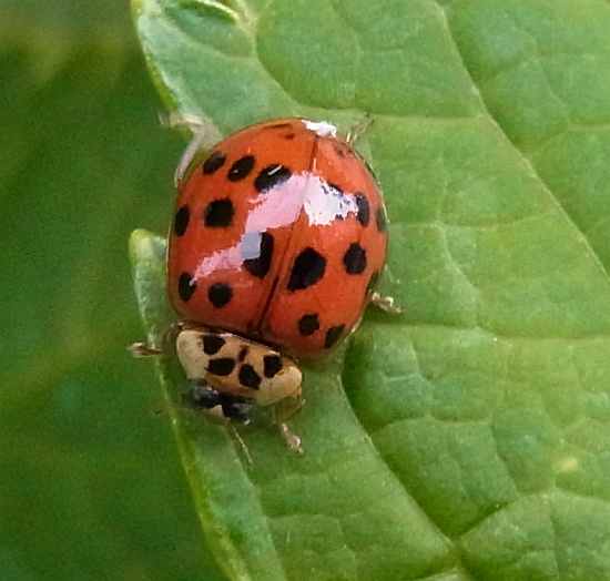 アジサイの葉の上の生き物たち_b0070071_548373.jpg