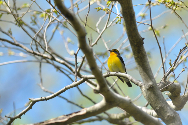 キビタキ メジロ ヤマガラ_f0053272_213556.jpg