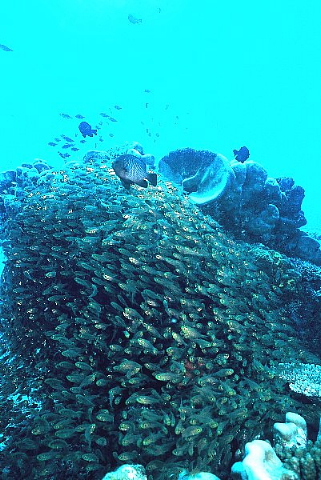 スカイツリーを見たら生物を大切に。_b0141773_1925969.jpg