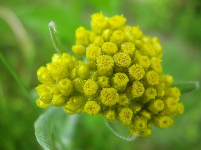 『母子草（ハハコグサ）の花と金冠日食を・・・＾＾』_d0054276_2019106.jpg