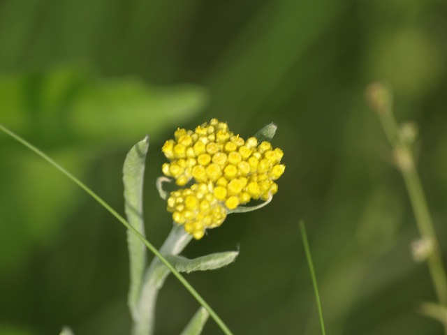 『母子草（ハハコグサ）の花と金冠日食を・・・＾＾』_d0054276_20202437.jpg