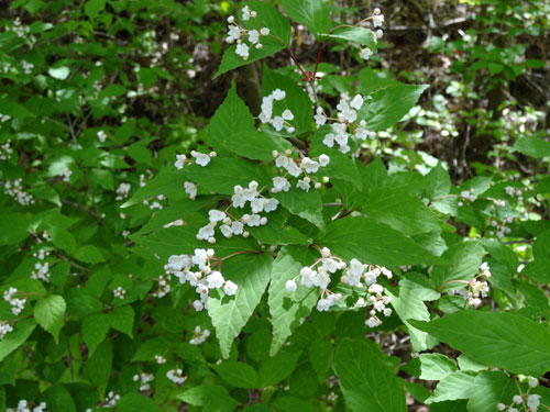 ごく小さい白い花がびっしり咲いたオトコヨウゾメ ガーデニングの愉しみin八ヶ岳