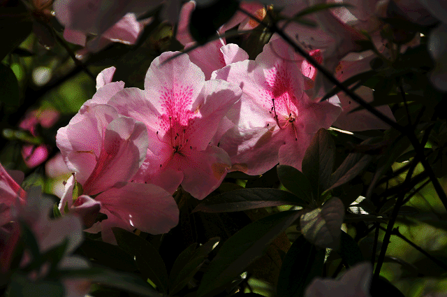 a0275782_20544896.gif