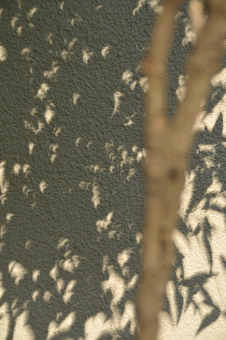 a0275782_9296100.gif