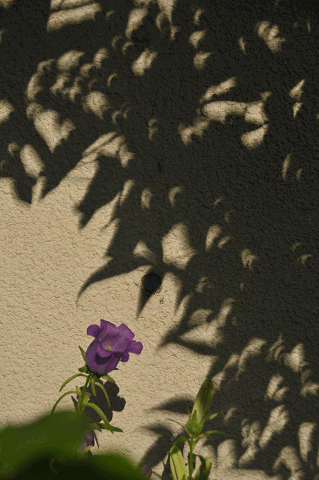 a0275782_9322842.gif