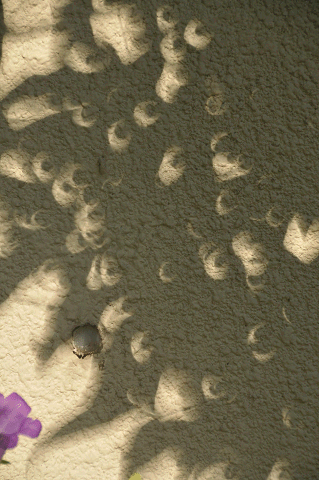 a0275782_9332438.gif