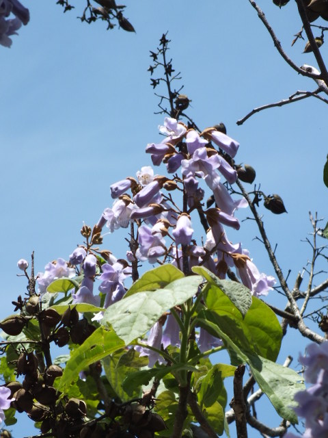 e0145782_1802020.jpg