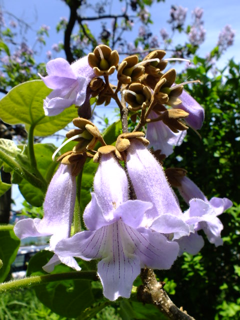 e0145782_181991.jpg
