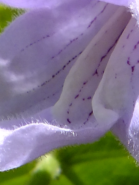 e0145782_1824743.jpg
