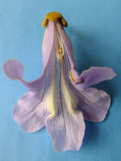 e0145782_183238.jpg